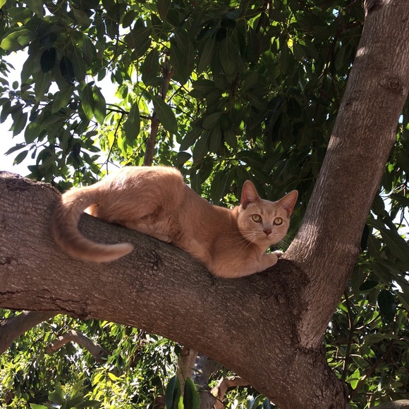 Meet your Posher, Candy - Picture 1 of 1